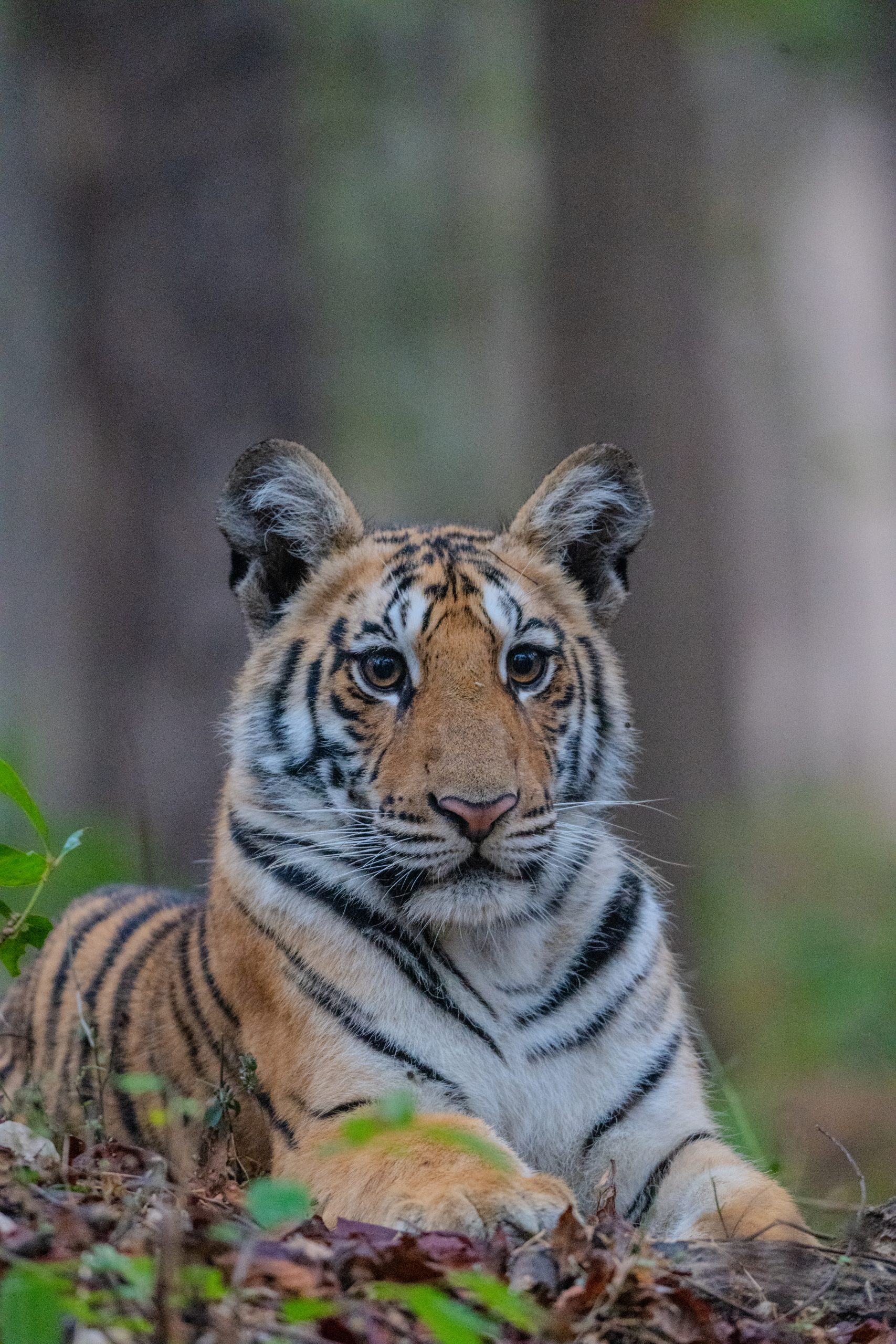MADHYA PRADESH & MAHARASHTRA