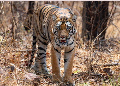 TADOBA