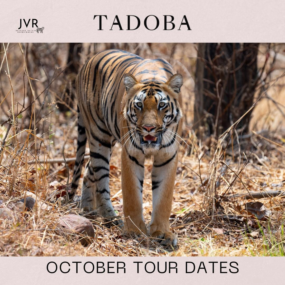 TADOBA